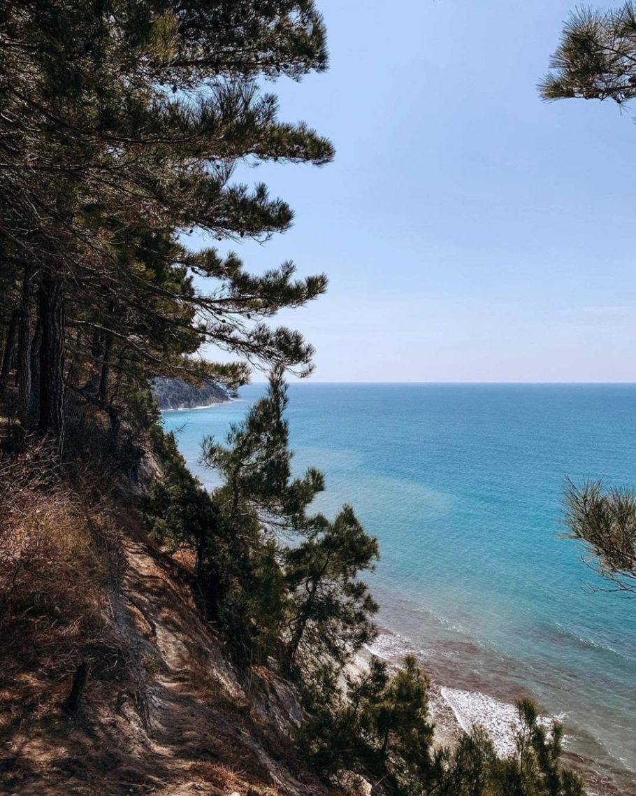 Бор пицундской сосны в Геленджике