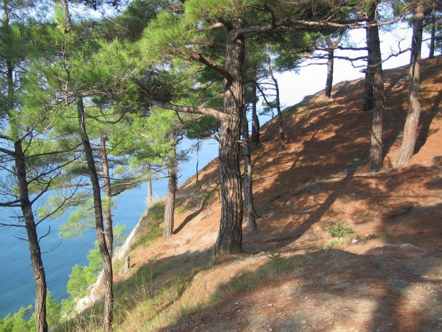 Роща пицундской сосны геленджик