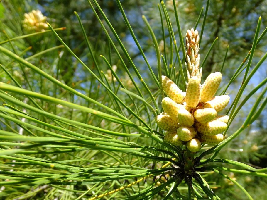 Сосна пицундская шишки