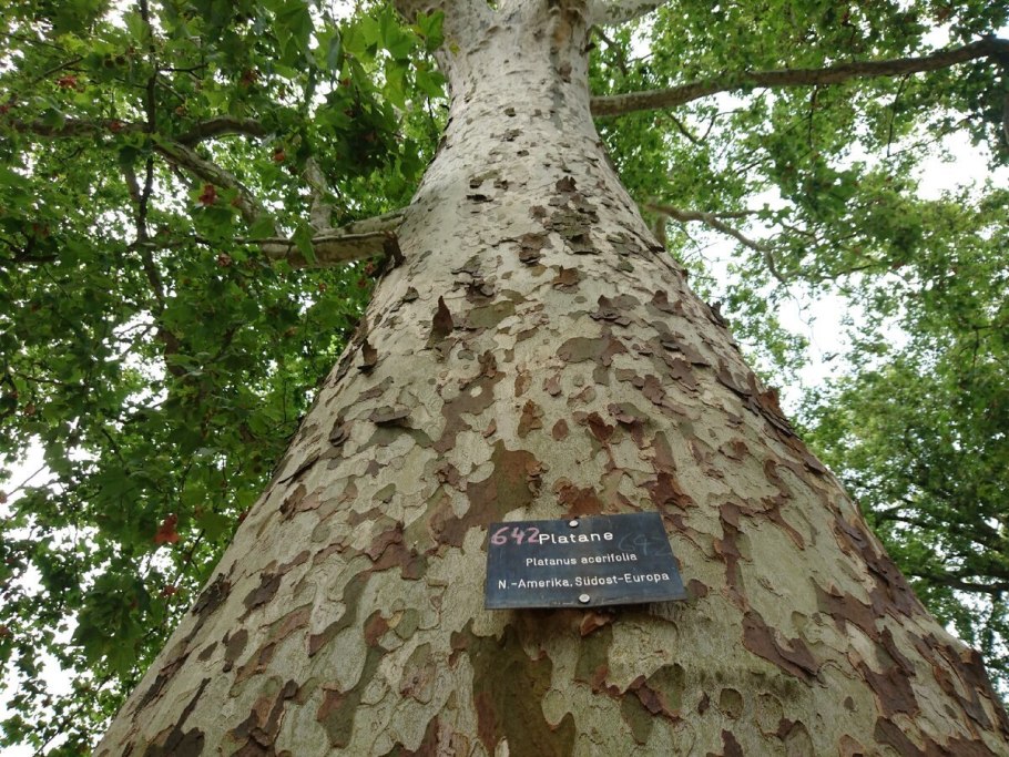Platanus orientalis