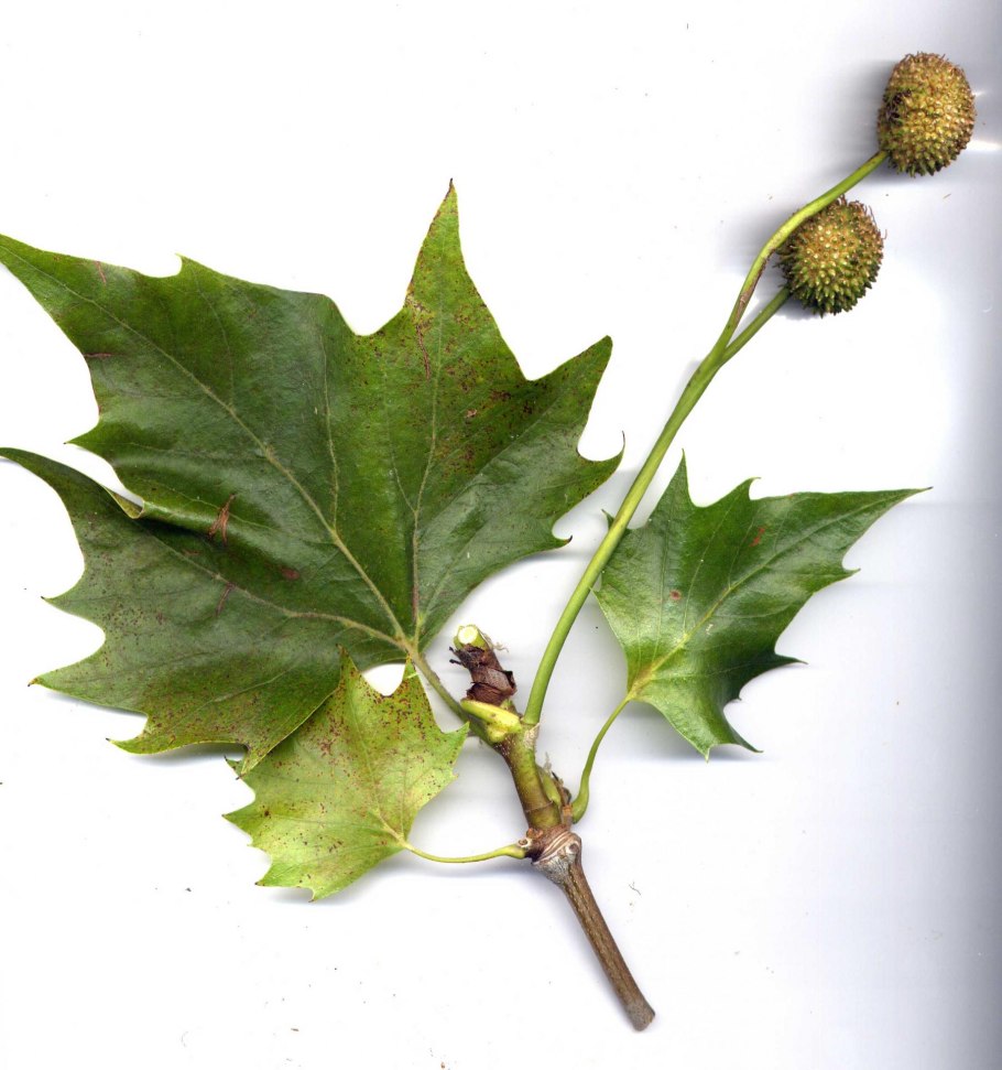 Лист платана