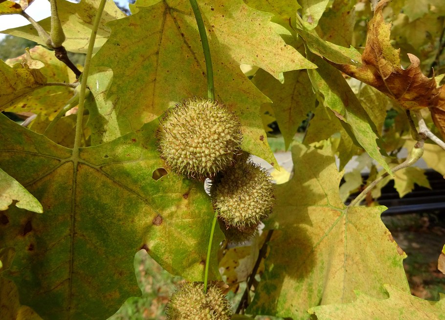 Платан Восточный (Чинар)