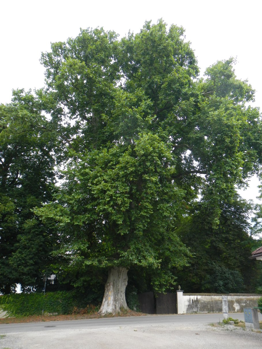 Платан клёнолистный