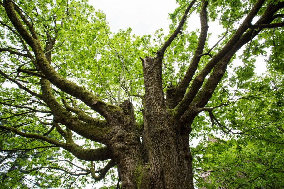 Вяз сибирский дерево