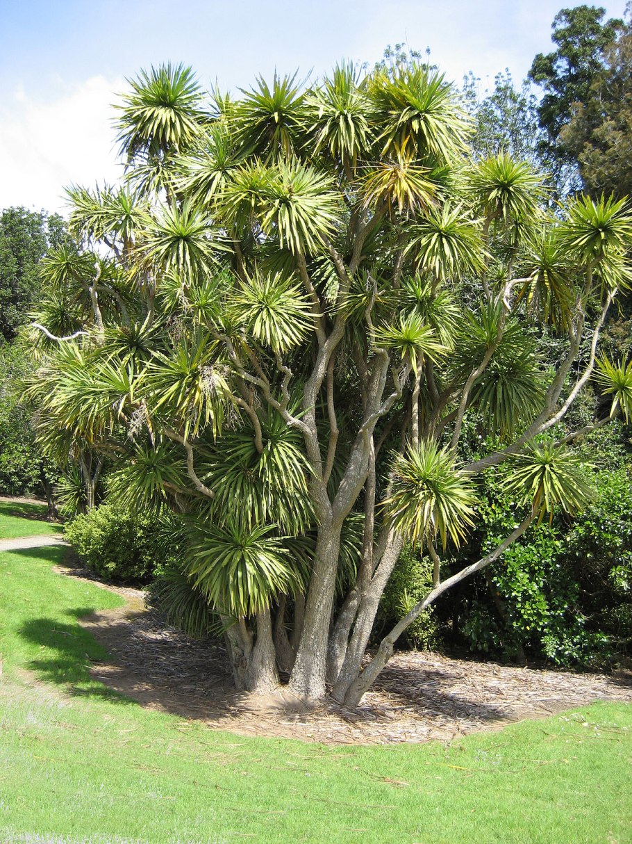 Cordyline australis