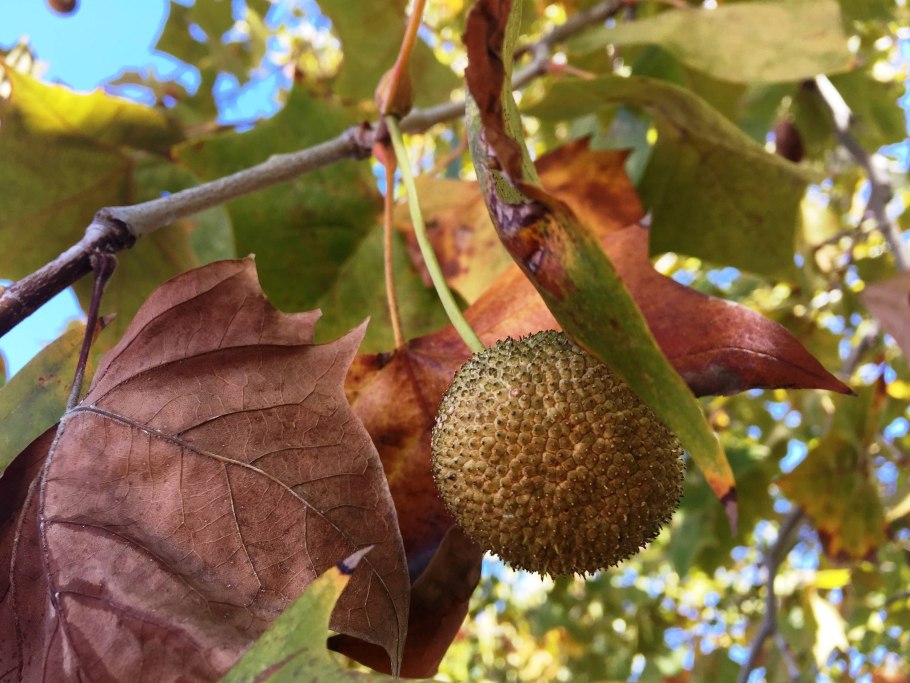 Platanus orientalis дерево