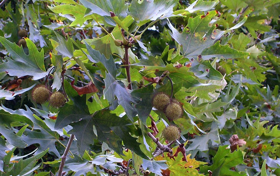 Platanus orientalis