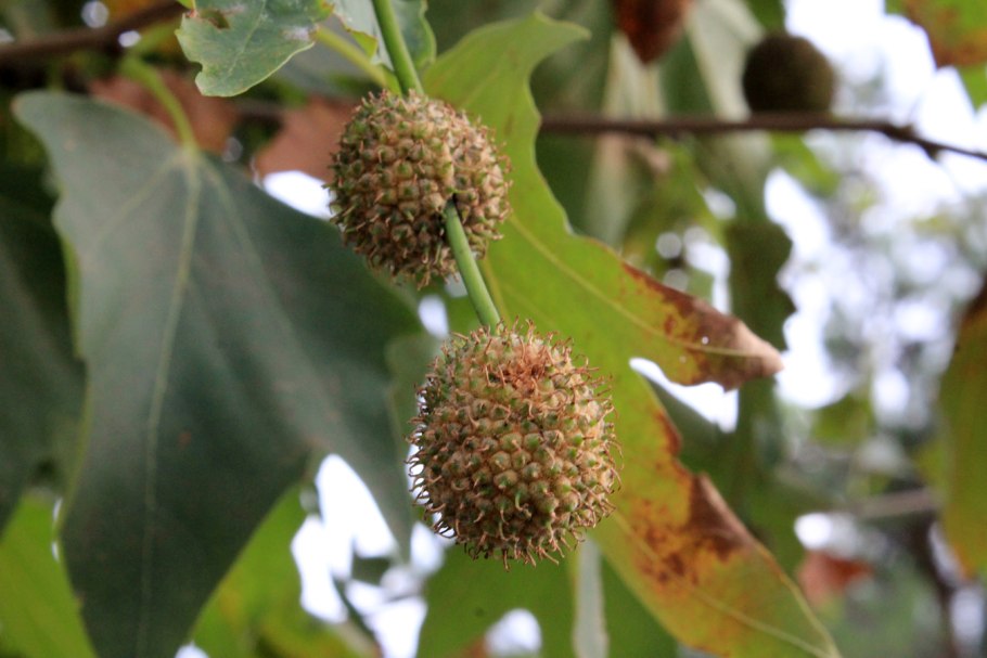 Платан Дункан в Ялте