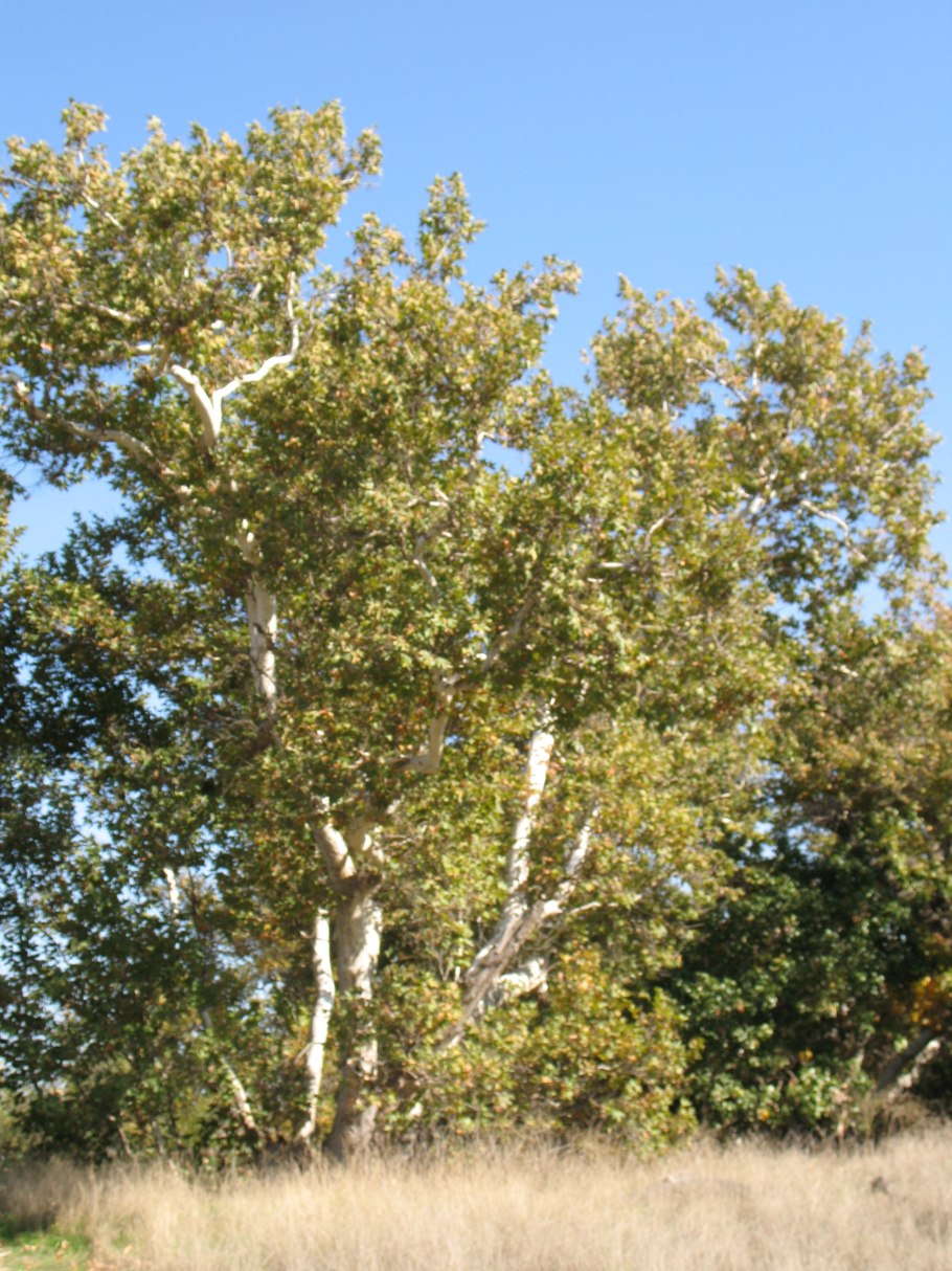 Платан Чинара