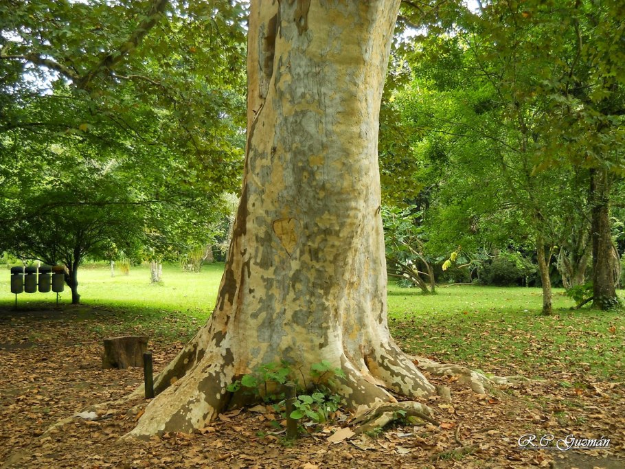 Дерево платан в абхазии