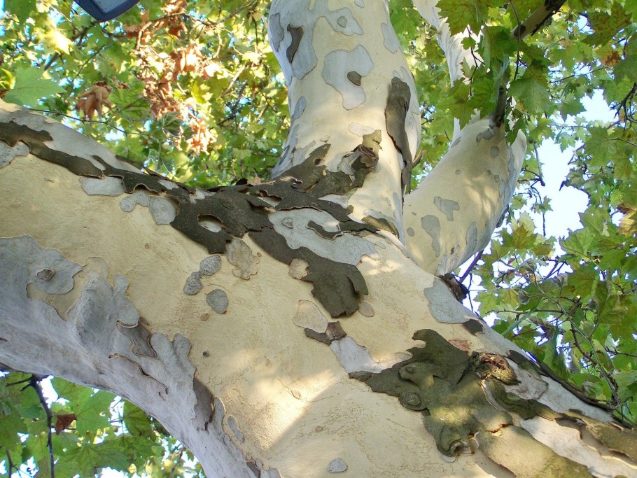 Platanus acerifolia