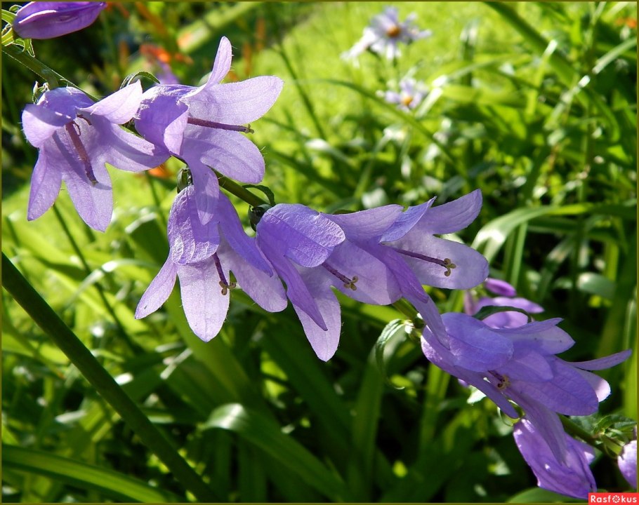Колокольчик гибридный Сарасто
