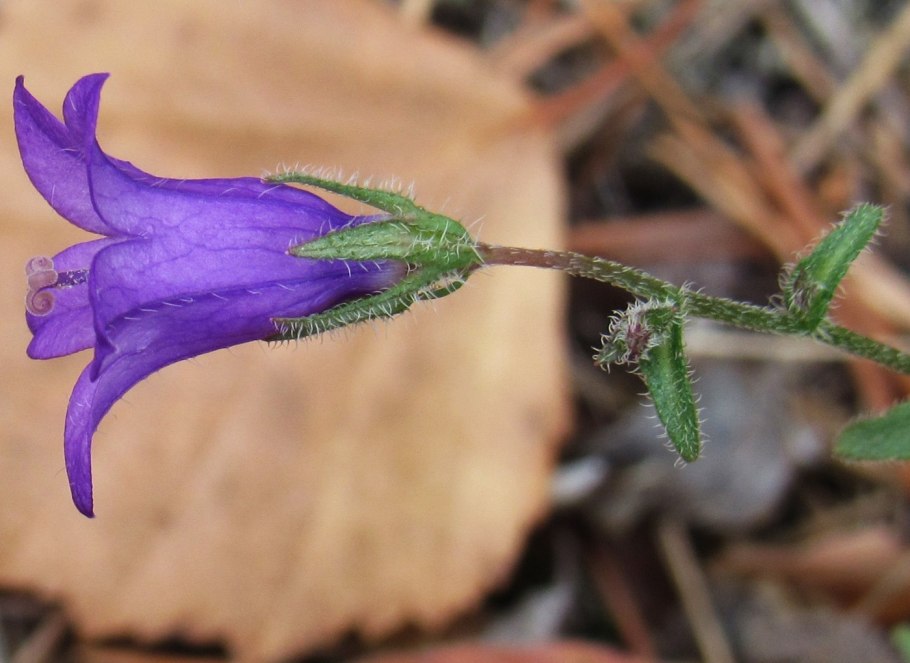 Колокольчик Сибирский (Campanula sibirica