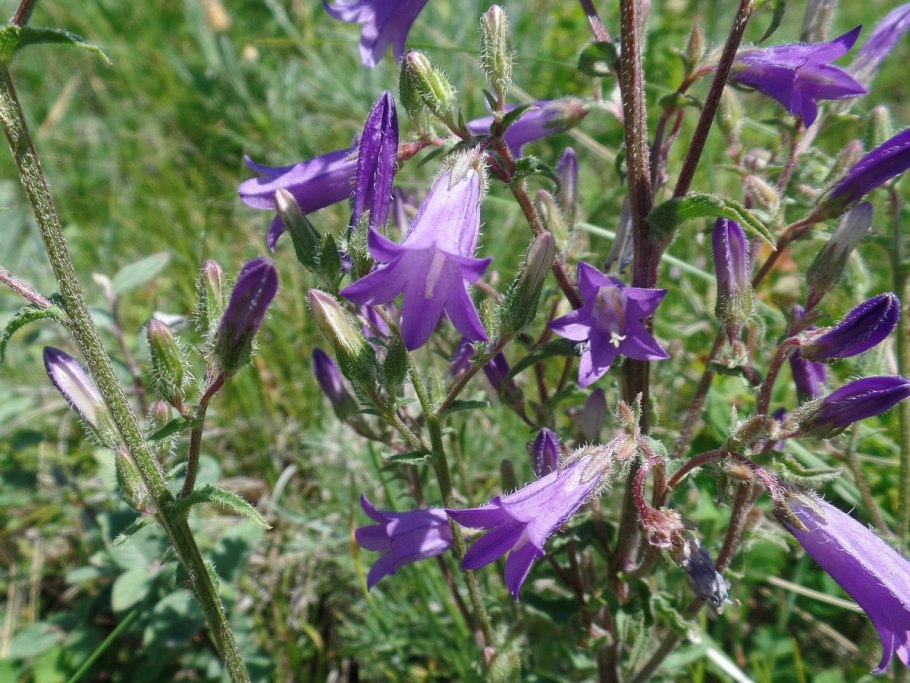Колокольчик Сибирский полевой