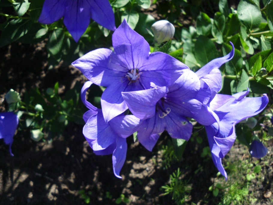 Колокольчик сибирский (campanula sibirica
