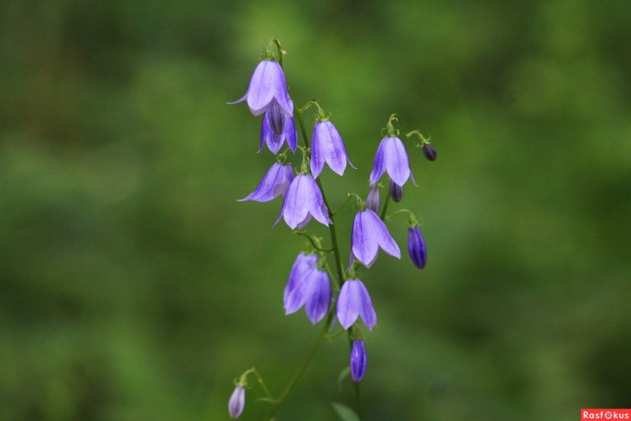 Колокольчик Сибирский (Campanula sibirica