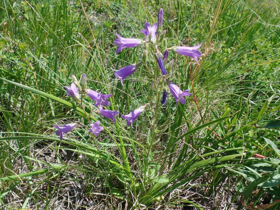 Campanula sibirica