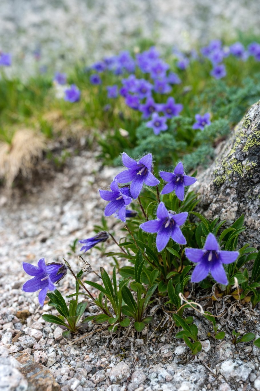 Колокольчик сибирский (campanula sibirica
