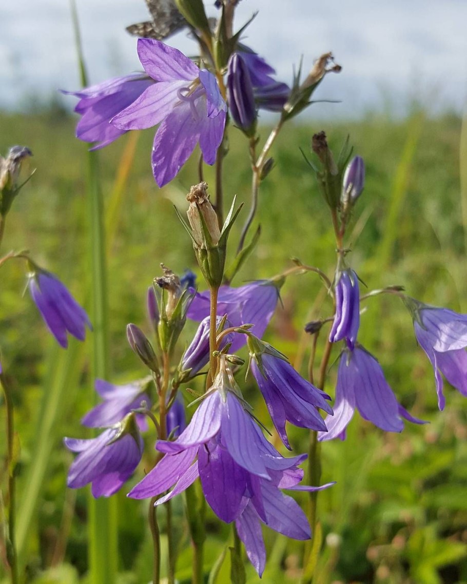 Колокольчик Сибирский полевой