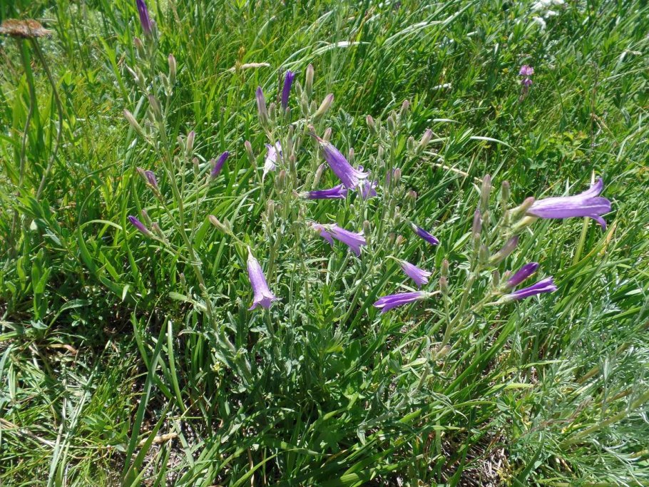 Сцилла Кампанула цветок