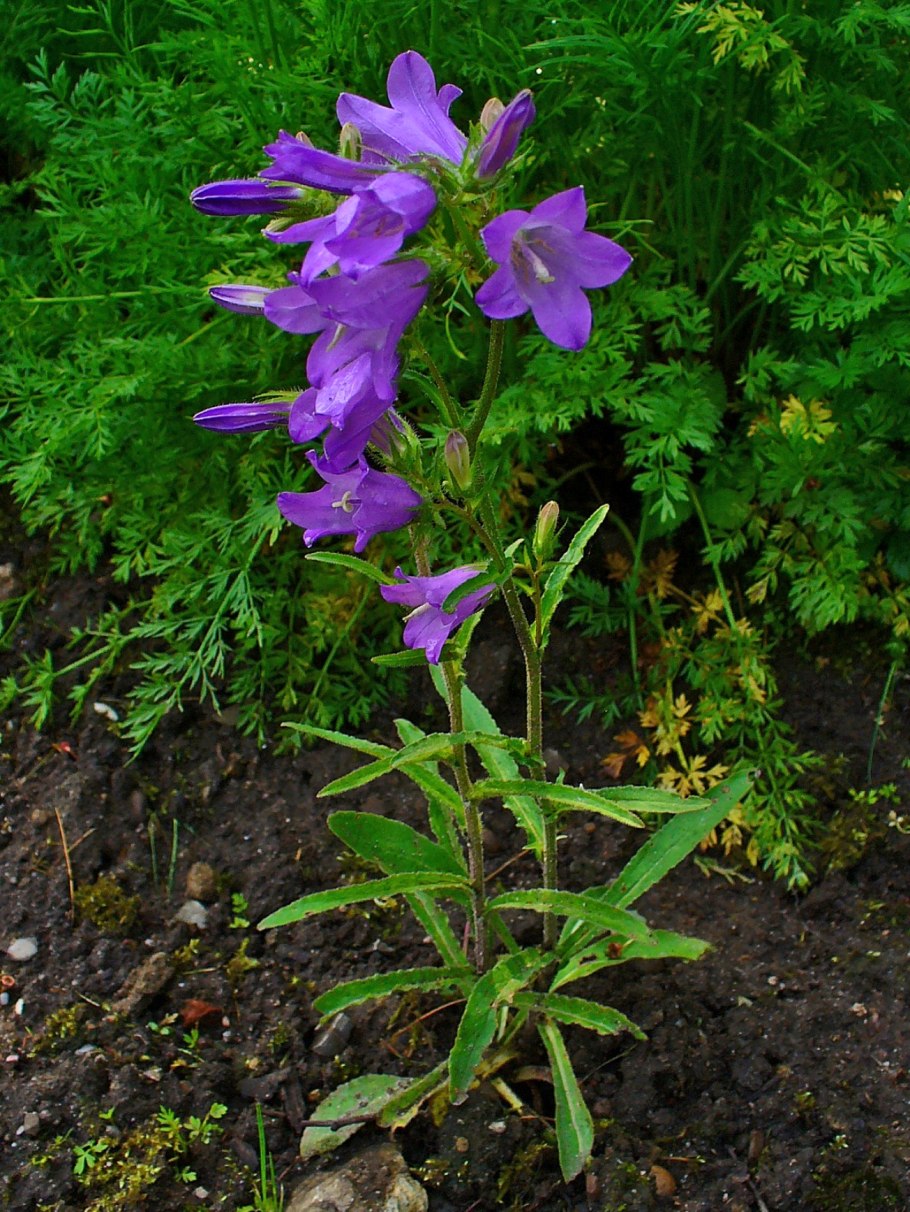Campanula sibirica