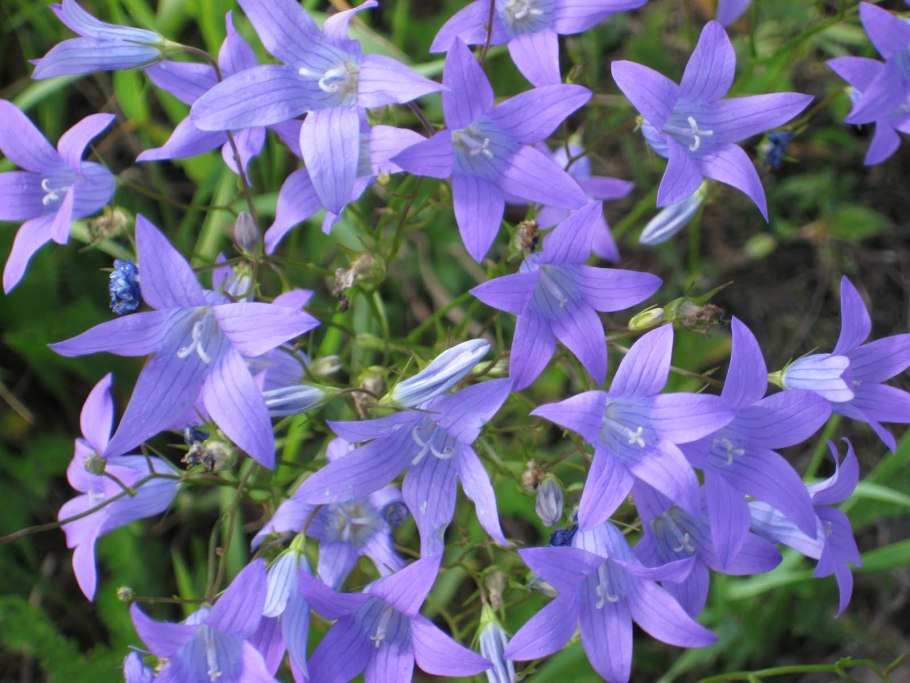 Колокольчики в Сибири