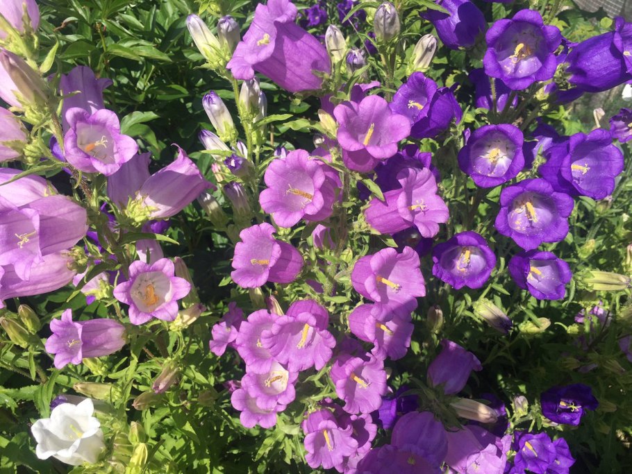 Пара колокольчиков