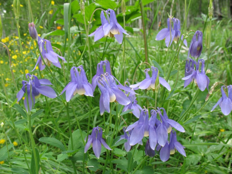 Колокольчик маргаритколистный