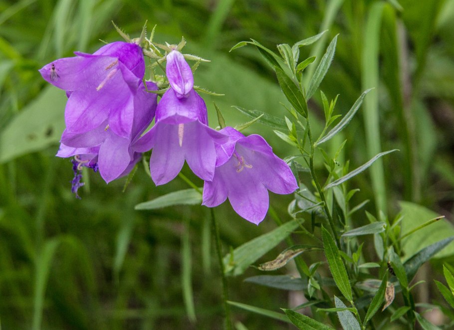 Колокольчик Сибирский Campanula sibirica l.