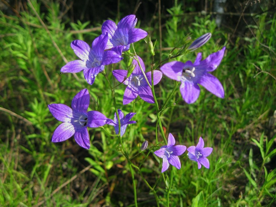 Колокольчик Сибирский (сем. Колокольчиковые)