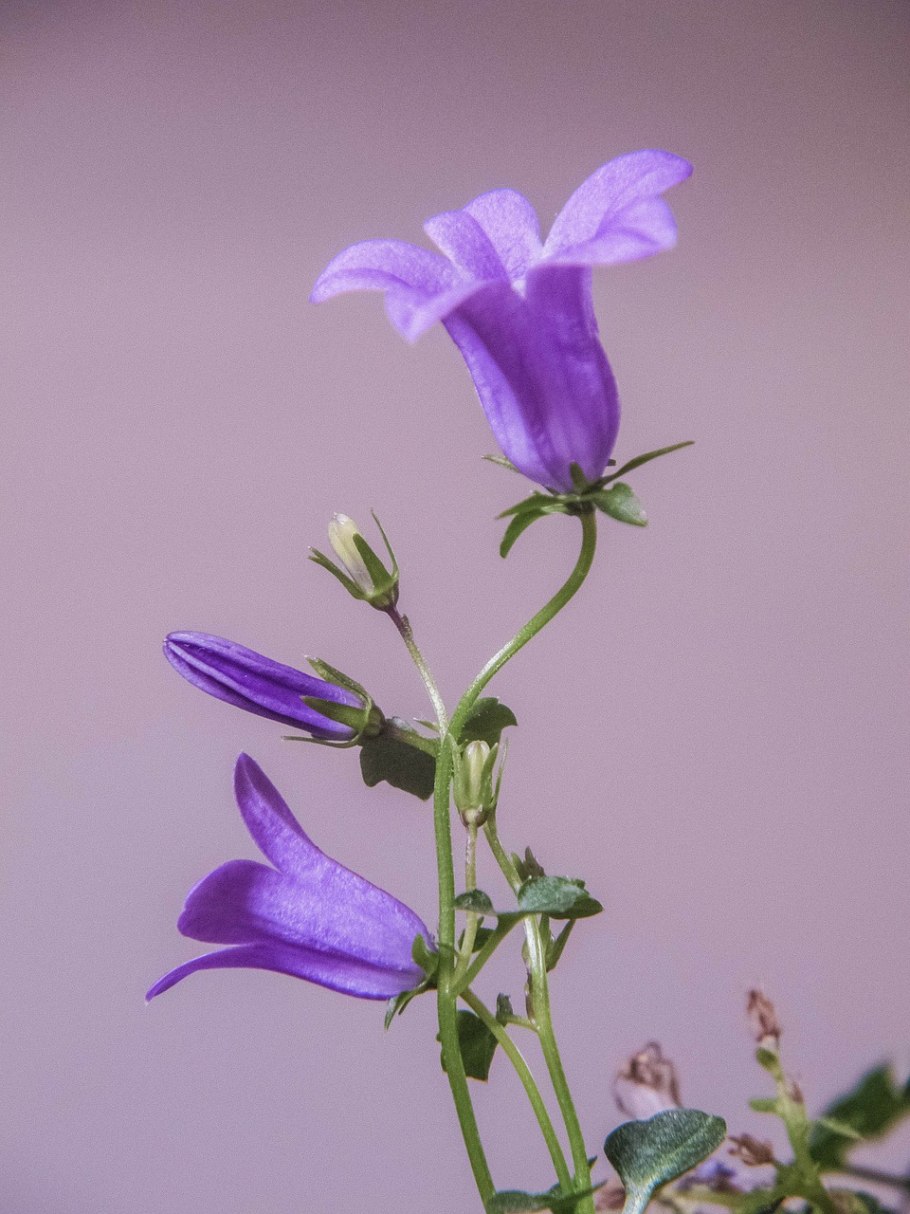 Колокольчик Сибирский Campánula sibírica