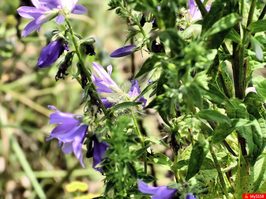 Колокольчик Сибирский красная