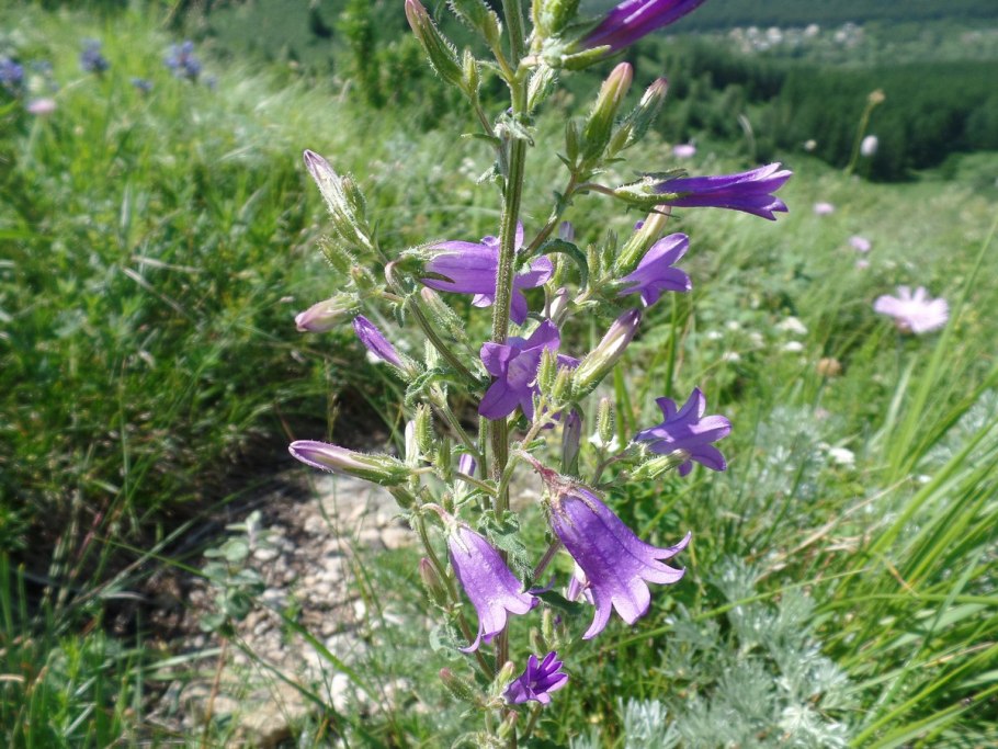 Колокольчик Сибирский полевой