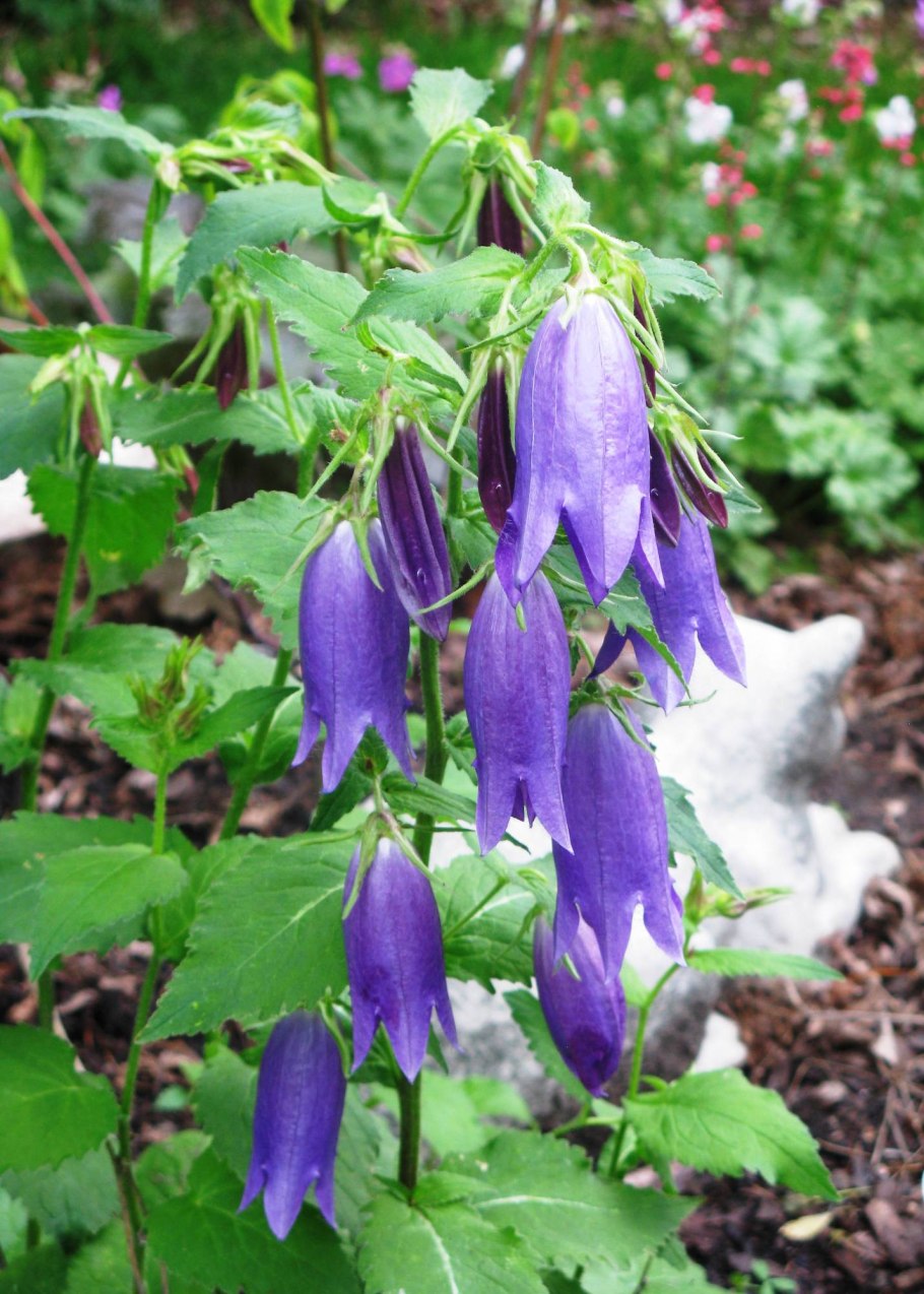 Аквилегия водосбор Сибирский