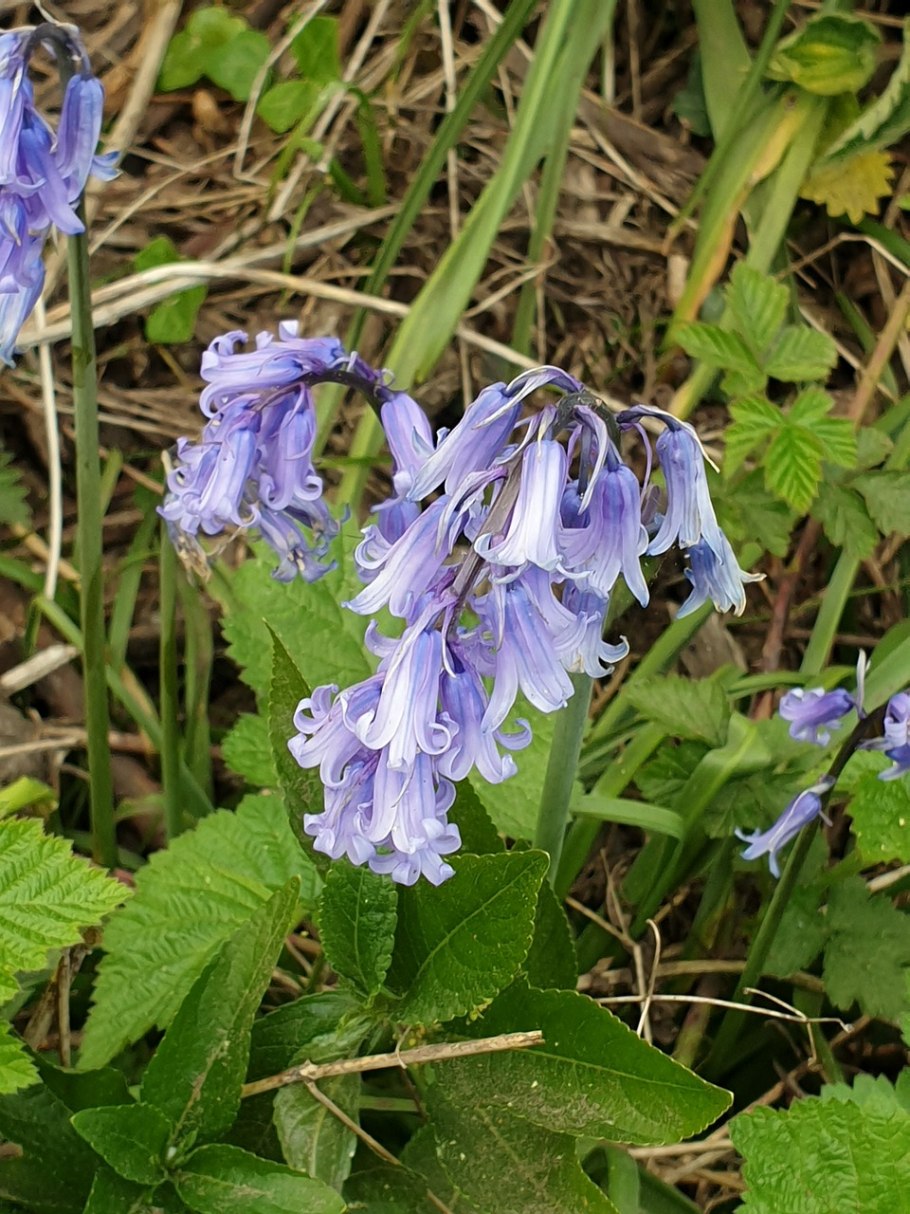Колокольчик гарганский