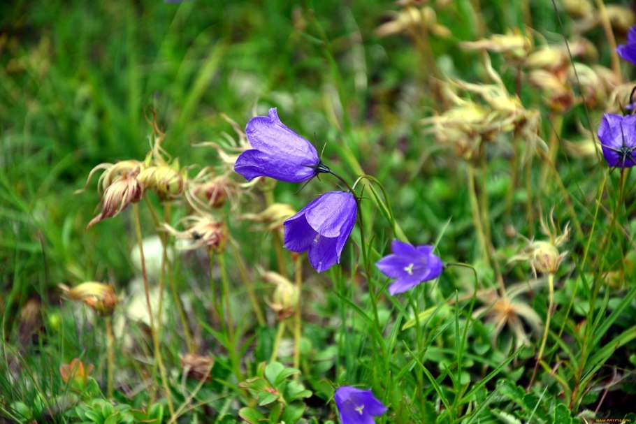 Колокольчик Сибирский лиловый