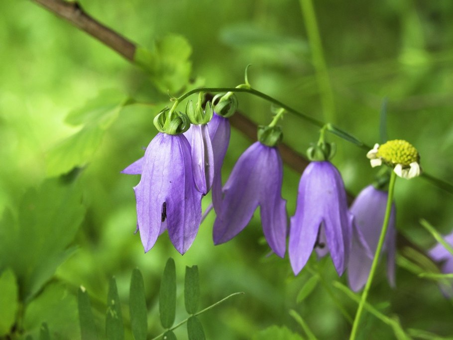 Колокольчик Крымский краснокнижный