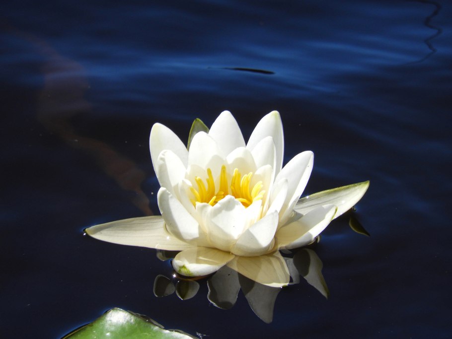 Nymphaea Tetragona Georgi