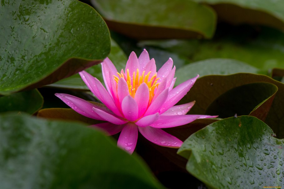 Кувшинка ‘Marliacea Chromatella’