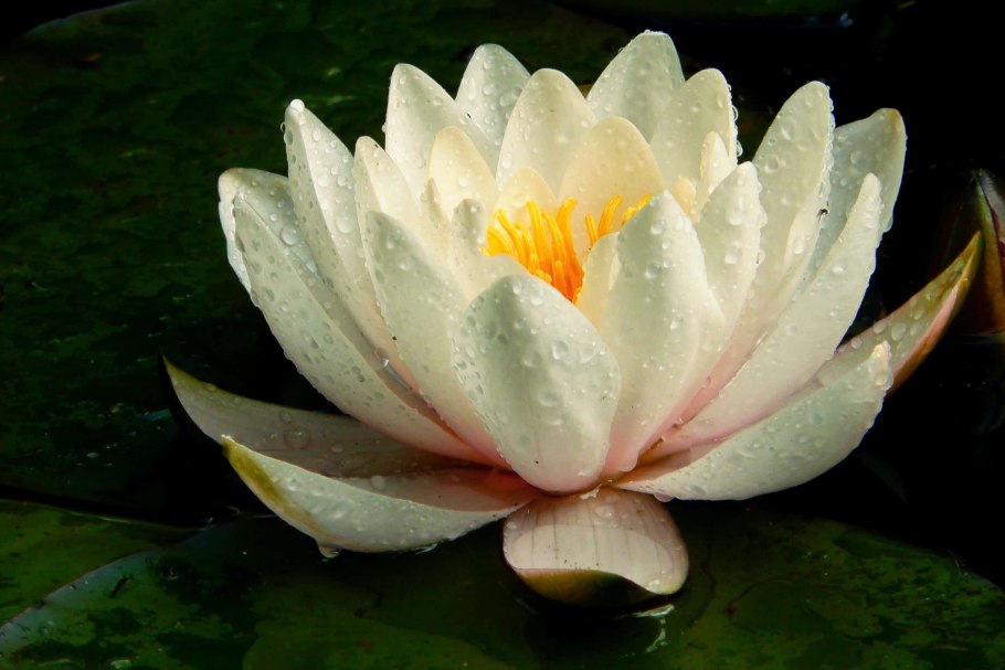 Белый лотос nymphaea lotus