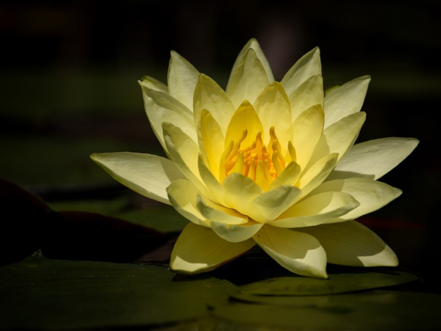 Водяная лилия кувшинка