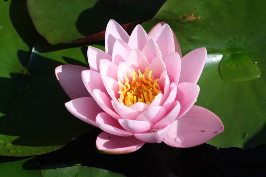 Кувшинка белая (Nymphaea Alba)