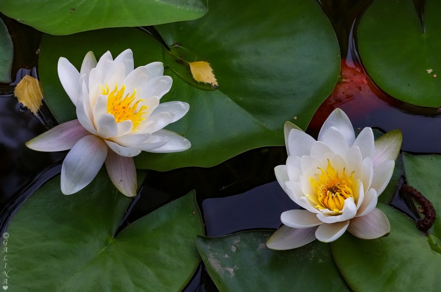 Кувшинка четырехугольная - Nymphaea Tetragona Georgi