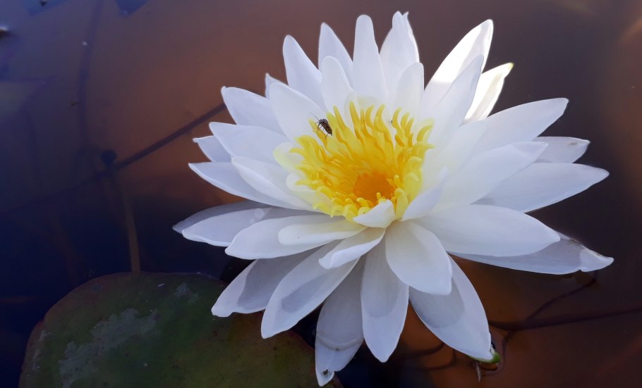 Nymphaea Gladstoniana