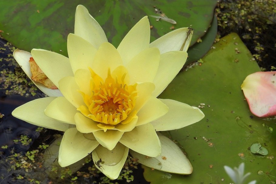 Кувшинка четырехгранная (Nymphaea Tetragona)