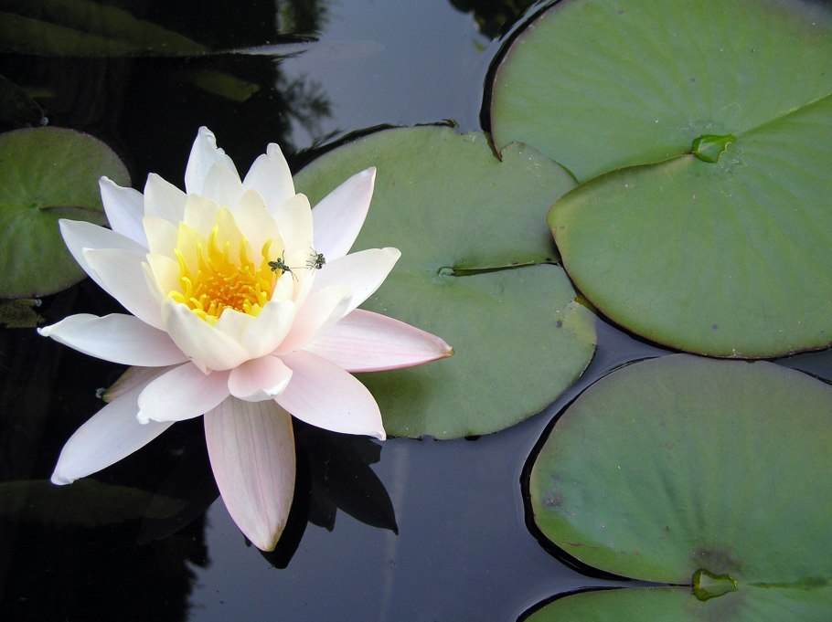 Кувшинка четырехугольная - Nymphaea Tetragona Georgi