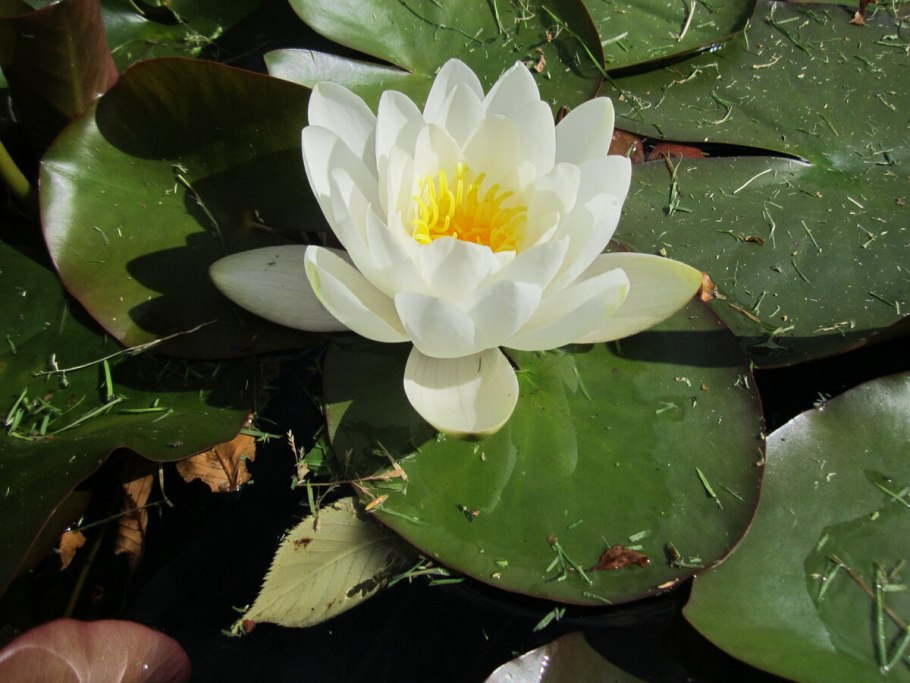 Nymphaea tetragona