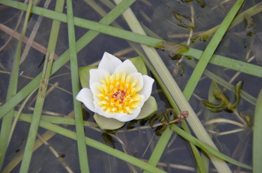 Нимфея Nymphaea Gladstoniana
