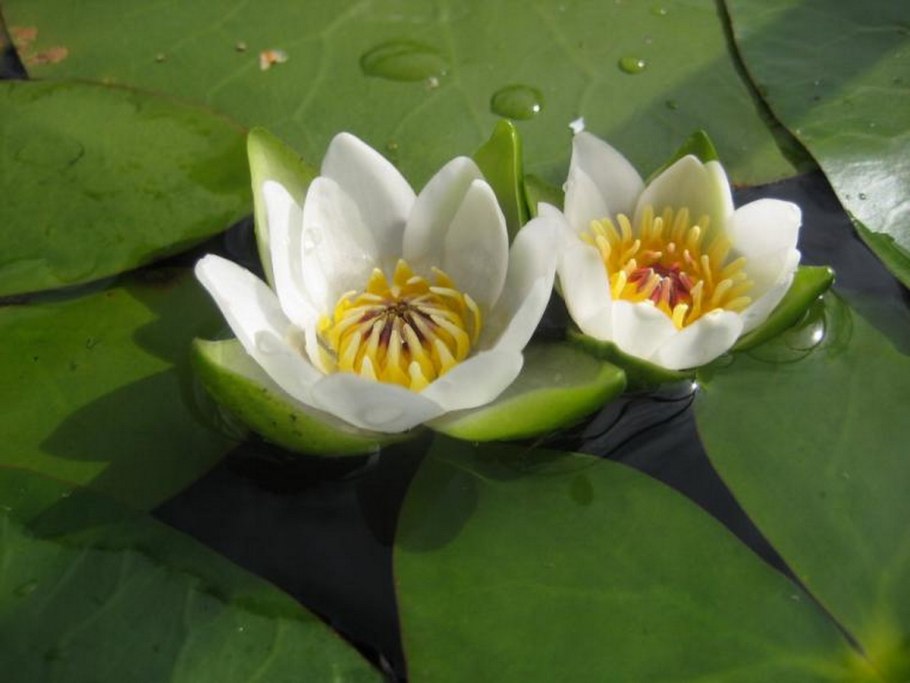 Кувшинка четырехгранная (Nymphaea Tetragona)