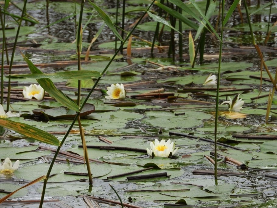 Кувшинка четырехугольная - nymphaea tetragona georgi